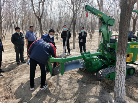 聊城市阳谷县-中国结造型树